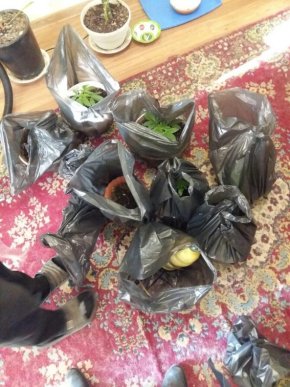 43-річний таксист з Берегова у шафі свого будинку вирощував наркотики – 05