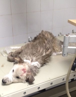 Мукачівців обурив жорстокий вчинок невідомих – 03