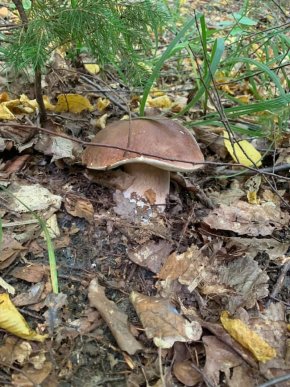 Грибний бум на Закарпатті: де зараз збирають найбільше грибів – 24