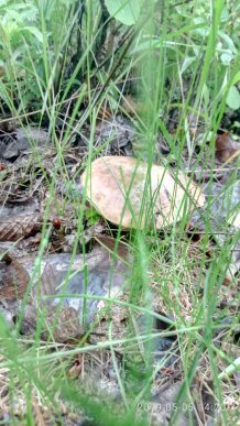 Грибний сезон: закарпатці в соцмережах діляться фотографіями із тихого полювання – 05