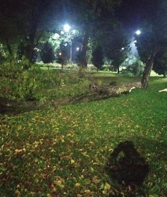 Дерева виривало з корінням: закарпатське місто накрила страшна негода – 03 Дерева виривало з корінням: закарпатське місто накрила страшна негода – 03