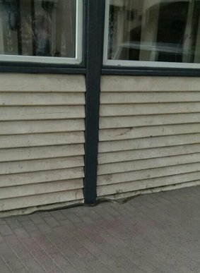 У центрі Ужгорода велика змія налякала перехожих – 03