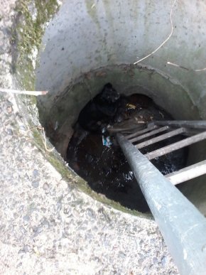 У Мукачеві нелюд жорстоко вчинив із собакою – 02