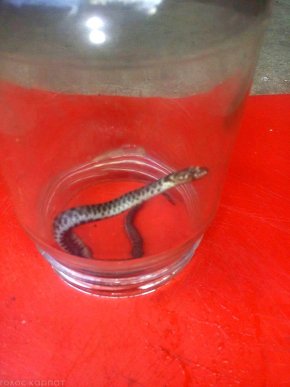 У центральній частині Мукачева до оселі жінки заповзла змія – 04