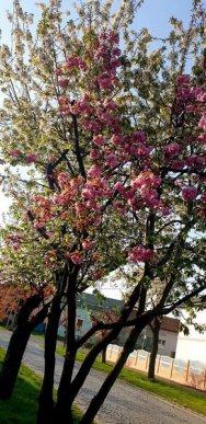 Мукачево потопає у рожевому цвіті сакур – 07