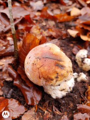 Миколай приніс: сьогодні закарпатець знайшов у лісі гриби – 04