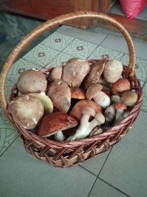 Грибний бум на Закарпатті: де зараз збирають найбільше грибів – 11