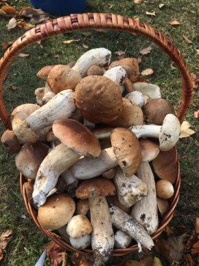 Знайшли 35 кг: закарпатці хизуються грибним врожаєм – 14