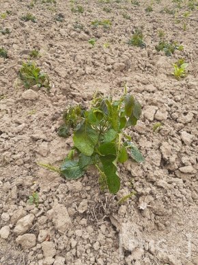 На Мукачівщині заморозки знищили врожай городини – 04