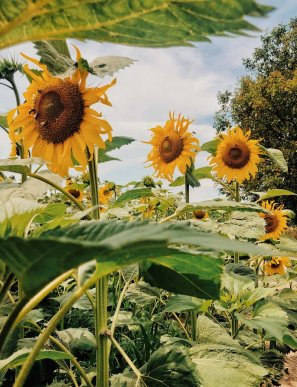У Мукачеві з’явилася яскрава локація для фото – 04