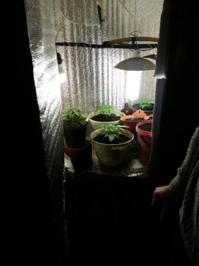 43-річний таксист з Берегова у шафі свого будинку вирощував наркотики – 04