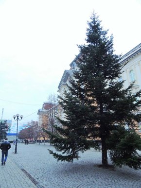 У центрі Берегова встановили новорічно-різдвяну ялинку – 01