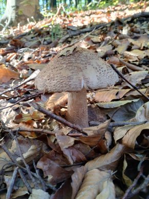 Грибний сезон продовжується: закарпатці діляться своїм «уловом» – 02