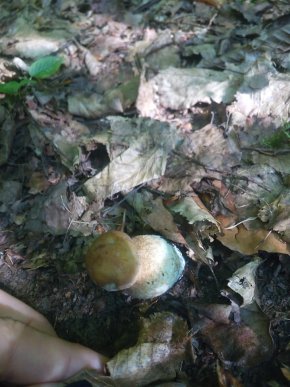 Грибний сезон: закарпатці діляться фотографіями із "тихого полювання" – 14