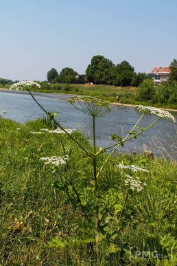Береги Латориці заполонили не лише відпочивальники, але й борщівник – 01