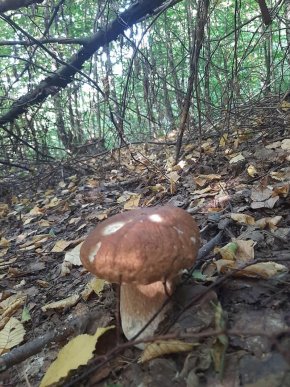 Грибний бум на Закарпатті: де зараз збирають найбільше грибів – 09