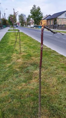 В Ужгороді вандали понищили молоді сакури – 05