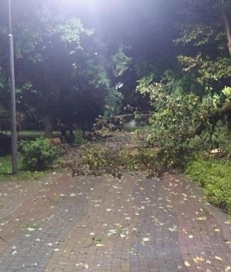 Дерева виривало з корінням: закарпатське місто накрила страшна негода – 04 Дерева виривало з корінням: закарпатське місто накрила страшна негода – 04