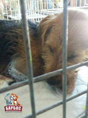 На Ужгородщині собаці прострелили ногу і залишили помирати – 02