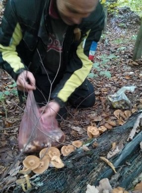 У мережі показали найгрибніше місце Закарпаття – 04 У мережі показали найгрибніше місце Закарпаття – 04