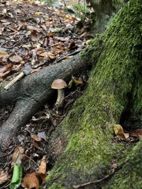 Тихе полювання: де на Закарпатті вже збирають гриби – 09