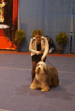 В Ужгороді визначили переможця Міжнародної виставки собак – 16