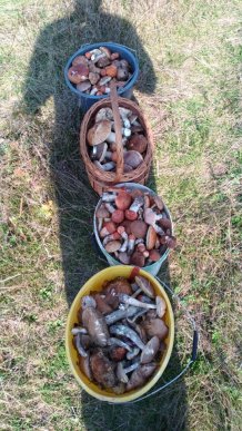 У лісах Закарпаття збирають щедрий грибний урожай – 22