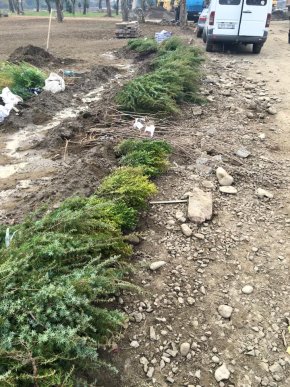 У парку "Дружба" в Хусті, який планують відкрити весною 2016 року, висадили дерева – 03