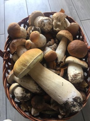 Знайшли 35 кг: закарпатці хизуються грибним врожаєм – 03