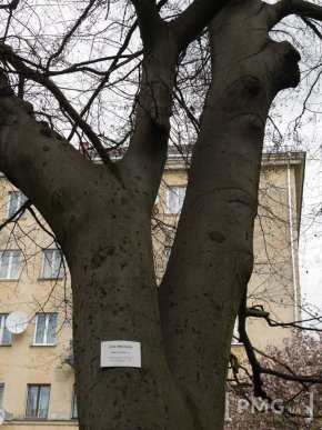 В Ужгороді чиновники посадили два екзотичні дерева – 20