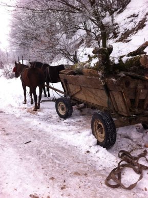 Муніципальна поліція Мукачева спіймала «на гарячому» осіб, які вирубували дерева – 02 Муніципальна поліція Мукачева спіймала «на гарячому» осіб, які вирубували дерева – 02