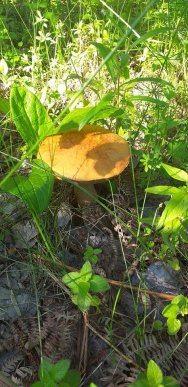 Грибний сезон: закарпатці діляться фотографіями із "тихого полювання" – 06