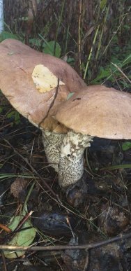 Грибний сезон на Закарпатті: в яких районах вже збирають гриби – 10 Грибний сезон на Закарпатті: в яких районах вже збирають гриби – 10