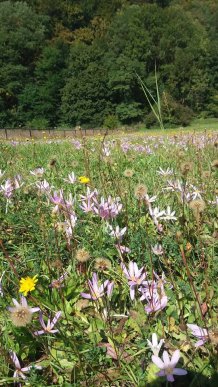 В Ужанському національному парку, що на Закарпатті, рясно зацвіли пізньоцвіти – 03