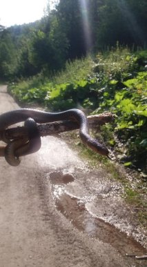 По дорозі в гори люди натрапили на 2-метрову змію – 02