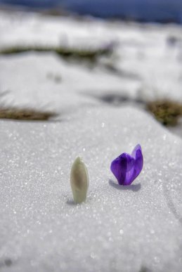В мережі опублікували фото засніжених крокусів – 09 В мережі опублікували фото засніжених крокусів – 09