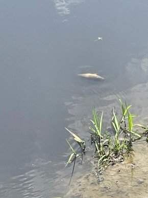 У річці на Мукачівщині екологічна інспекція виявила масову загибель риби – 02