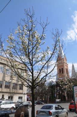 У Мукачеві зацвіли перші сакури та магнолії: місто в очікуванні туристів (ФОТО) – 08 У Мукачеві зацвіли перші сакури та магнолії: місто в очікуванні туристів (ФОТО) – 08