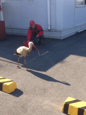 На парковці одного з гіпермаркетів Ужгорода оселився лелека – 05