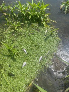 У річці на Мукачівщині екологічна інспекція виявила масову загибель риби – 05