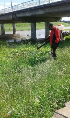 У Мукачеві почали боротися з борщівником – 01