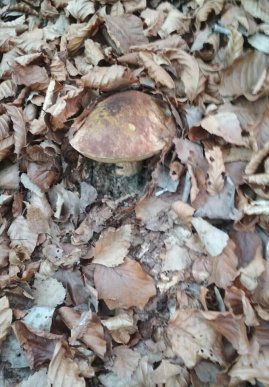 Закарпатець знайшов гриби у снігу – 04