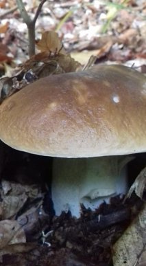 У лісах Закарпаття збирають щедрий грибний урожай – 24