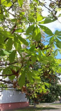 В Ужгороді вдруге за рік цвіте каштан – 01