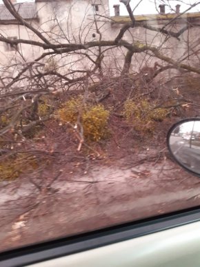 У Мукачеві на дорогу впало дерево і перекрило рух – 04