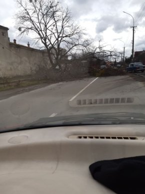 У Мукачеві на дорогу впало дерево і перекрило рух – 03