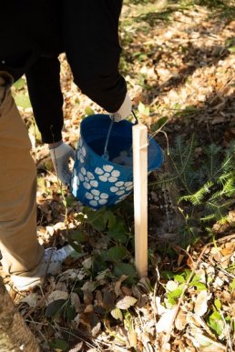 500 дерев задля відновлення лісів Закарпаття, – працівники "Джейбіла" висадили хвойні в урочищі "Дубки" – 04