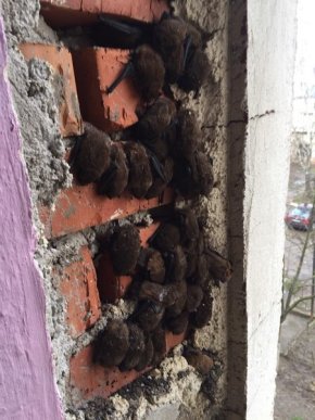 Під час ремонту у багатоповерхівці знайшли десятки кажанів – 02