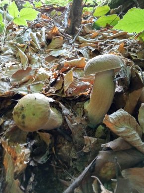 У кількох районах Закарпаття вже збирають гриби – 03