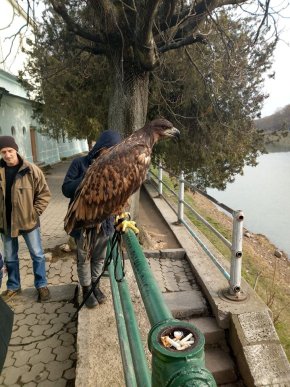 На чоловіка, який в Ужгороді пропонував перехожим сфотографуватись з орлом, викликали поліцію  – 01